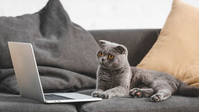 Привабливість контенту сайту 